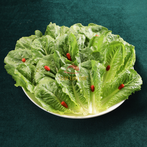 Xà lách Romaine